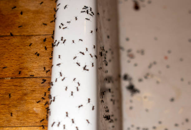Best Pest Removal Services  in Flat Rock, MI