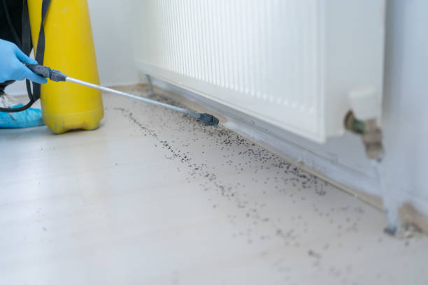 Best Rat Extermination Near Me  in Flat Rock, MI
